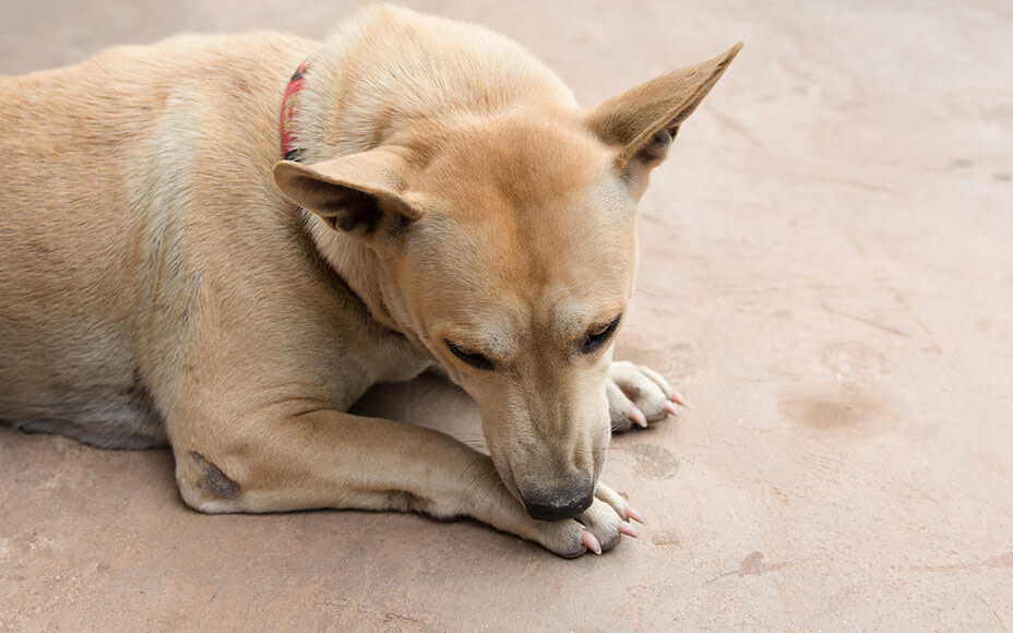 Lick Dermatitis in Dogs