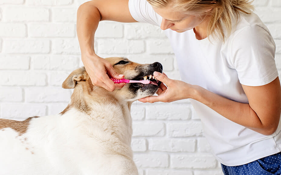 How to Deal with Bad Breath in Dogs