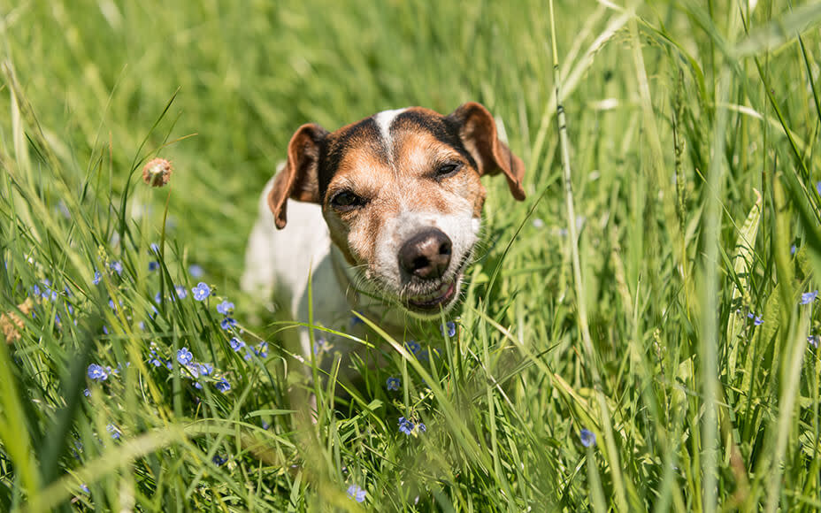 Tapeworms in Dogs