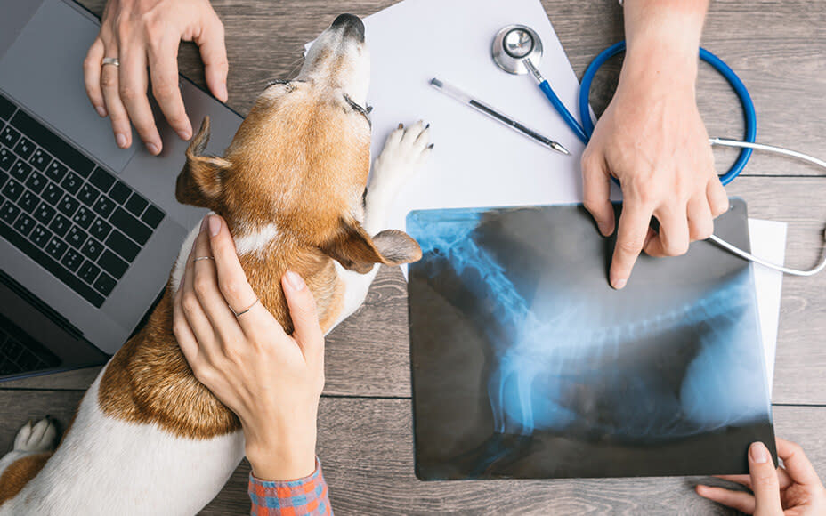 Arthritis in Dogs