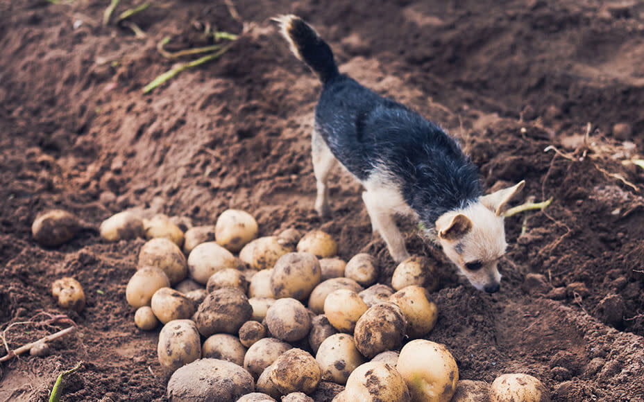 Can Dogs Eat Potatoes