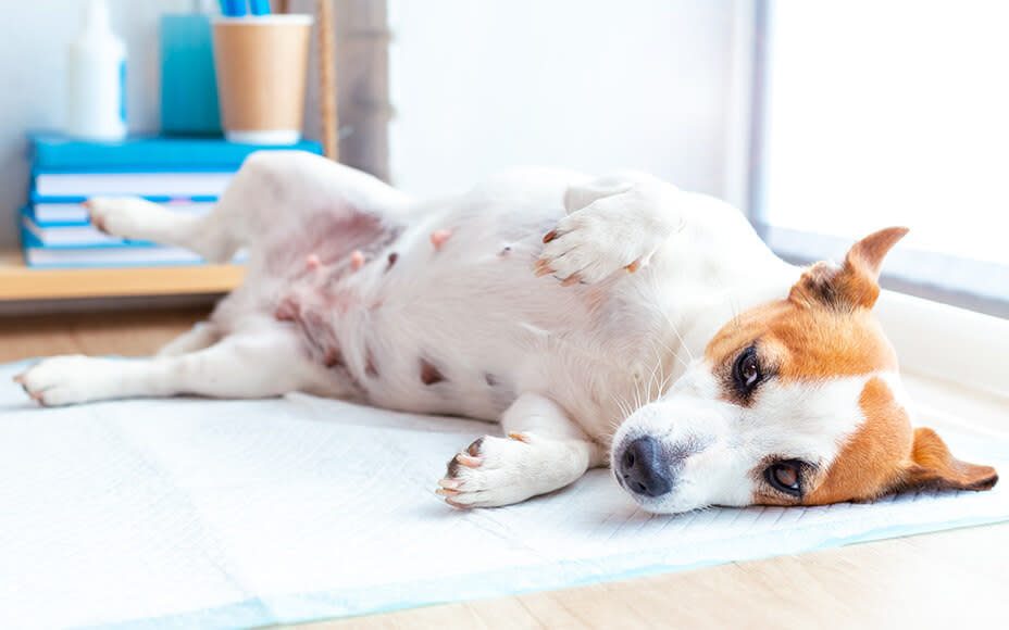 Pseudopregnancy in Dogs