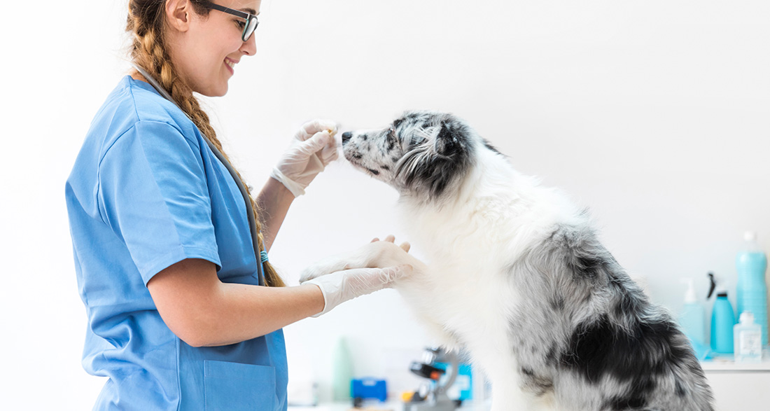 Diarrhea after Deworming in Dogs