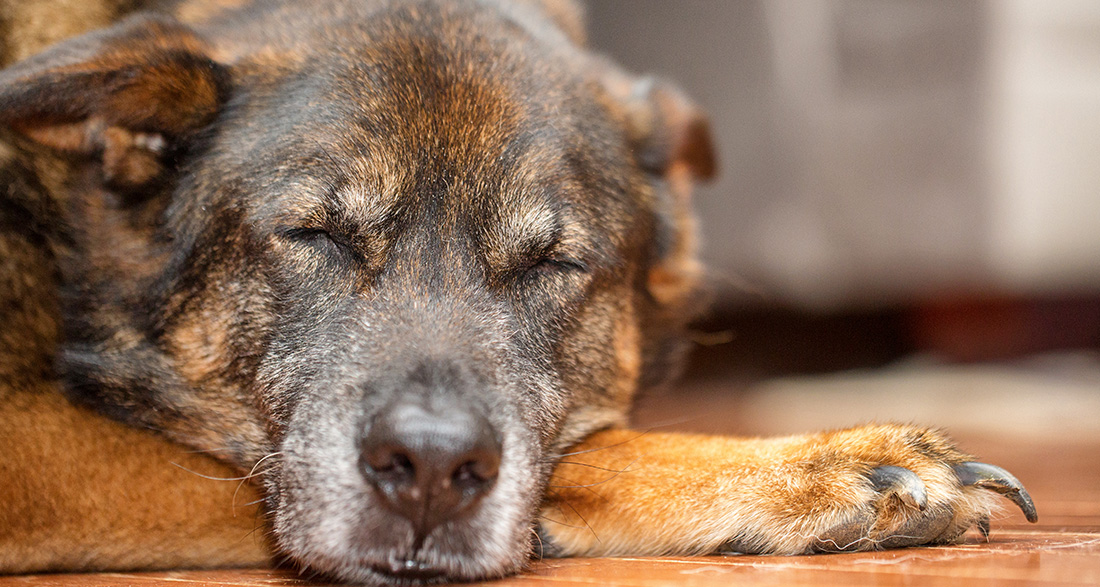 Adopting a Senior Dog: Consider These 5 Things