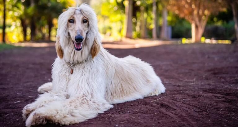 Afghan Hound: Dog Breed Characteristics & Care