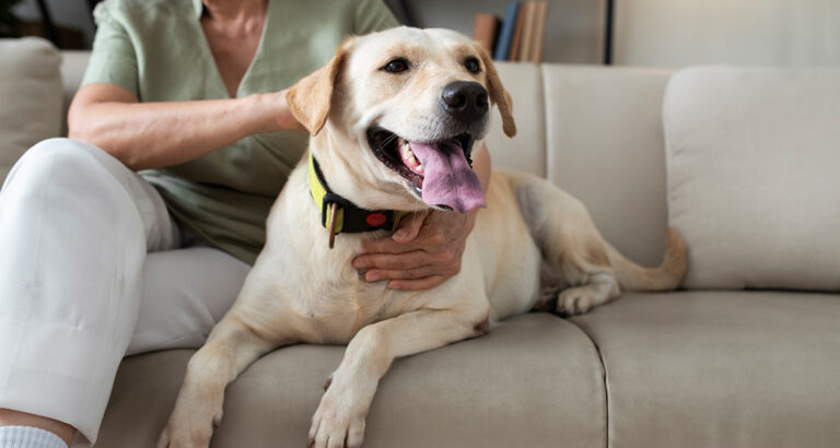 Age-Related Weakness in Dogs: How to support your senior dog