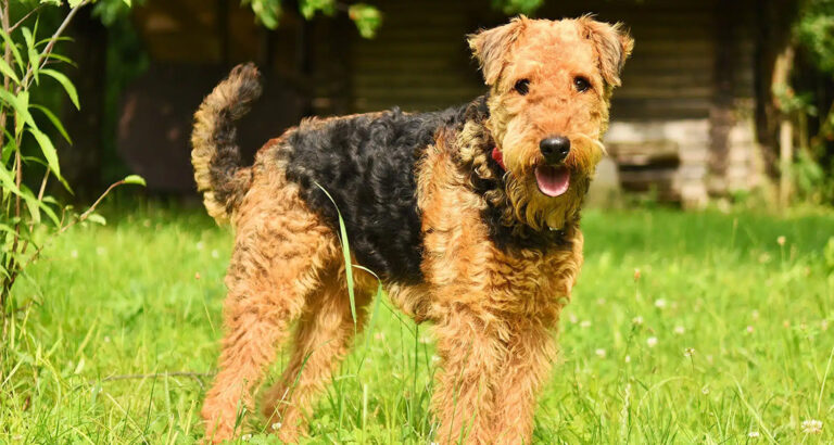 Airedale Terrier: Dog Breed Characteristics & Care