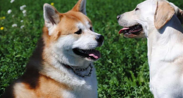 Akita: Dog Breed Characteristics & Care