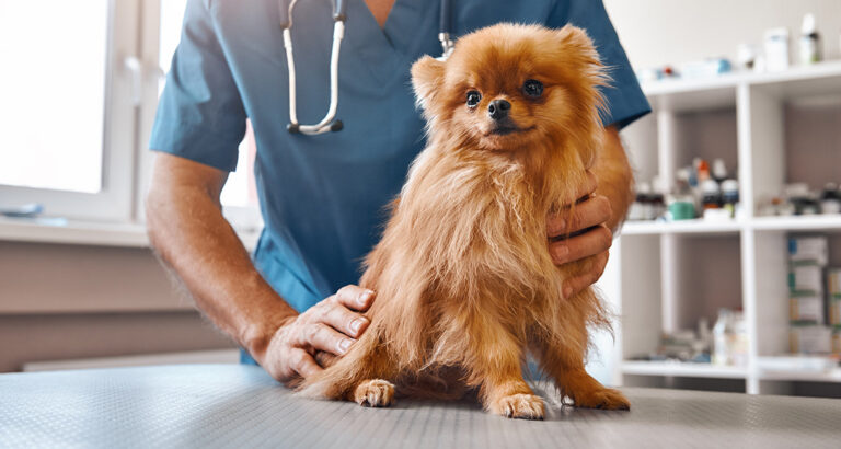 Allergy in Dogs: Definition, Causes & Symptoms