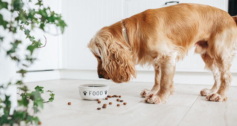 S.O.S: Food Allergy in Dogs – What You Can Do!