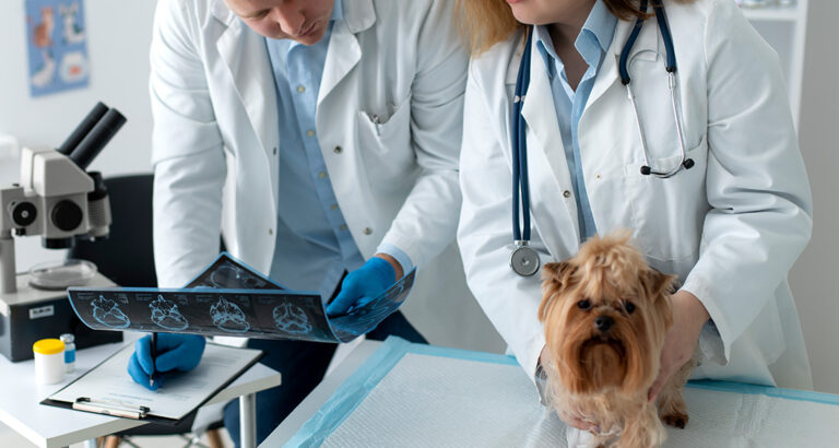 Anaplasmosis in Dogs – Symptoms, Diagnosis & Treatment