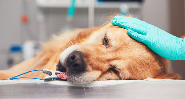 Anesthesia in Dogs: Procedure and Risks