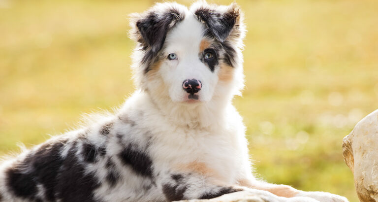 Australian Shepherd: Dog Breed Characteristics & Care