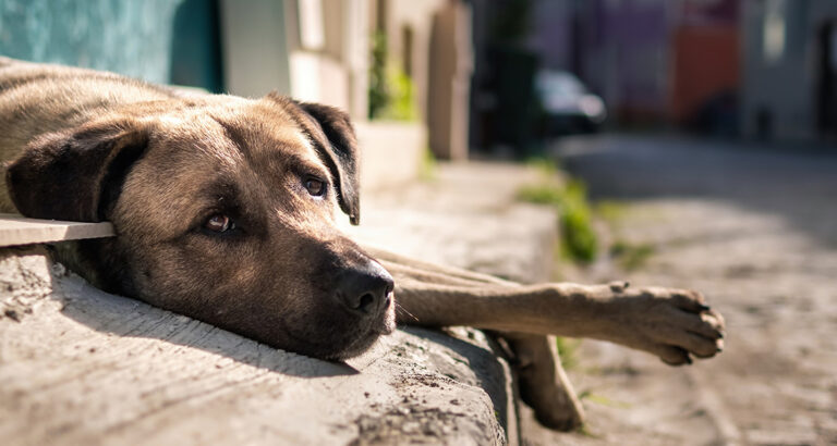 Blind Dog: How to Help Your Furry Friend