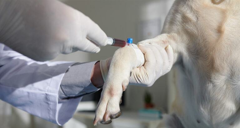 Life-Threatening Blood Poisoning in Dogs: When Seconds Count