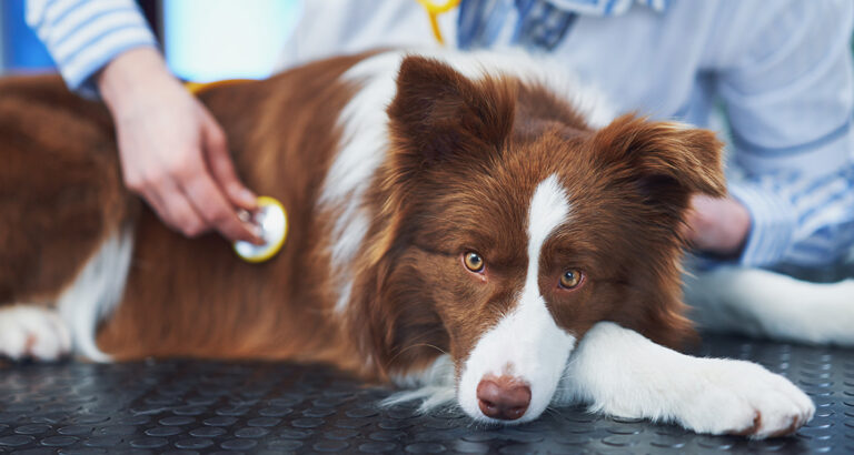 Botulism in Dogs – Causes, Symptoms and Treatment