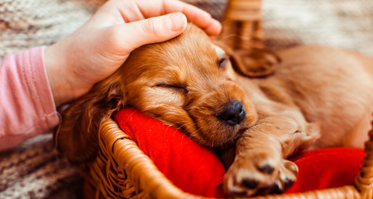 Bringing Home a Puppy – How to Start Successfully