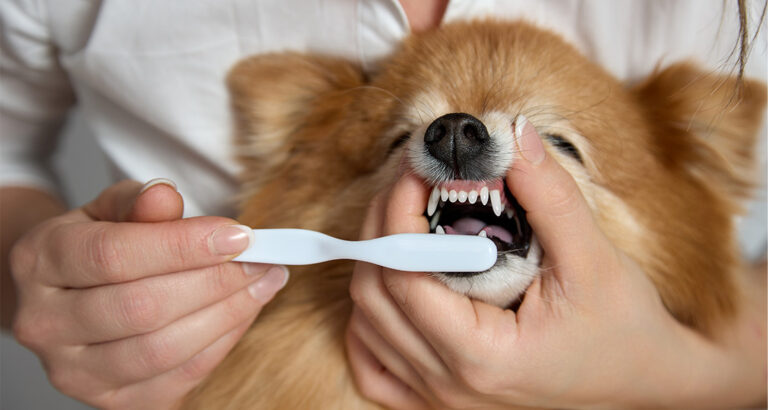 Brushing Teeth and Dental Care for Dogs: Sensible or Exaggerated?