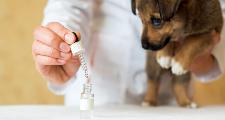 CBD Oil for Dogs: What Conditions Can it Support Your Dog With?