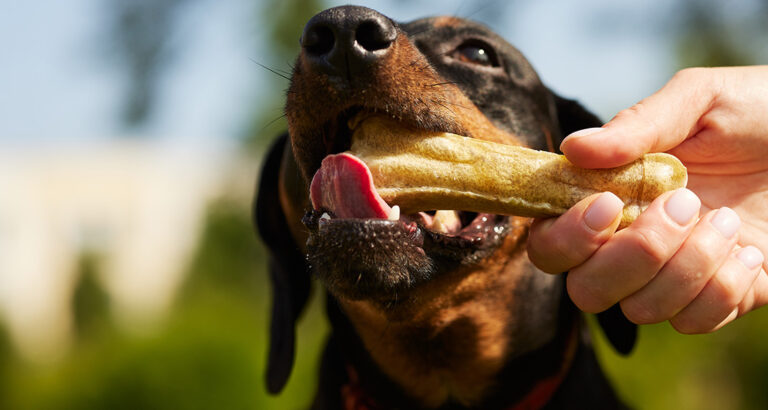 Can Dogs Eat Bones?