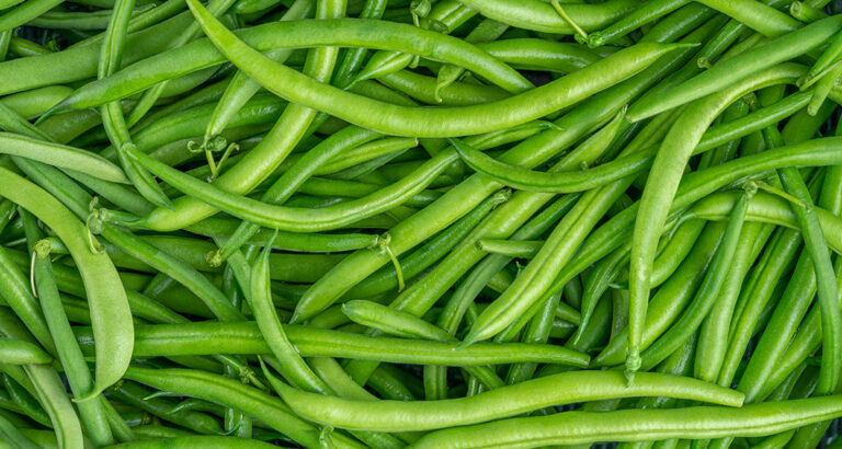 Can Dogs Eat Green Beans or Are They Toxic?