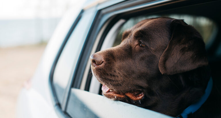 Canine Motion Sickness: Causes, Symptoms & Treatment