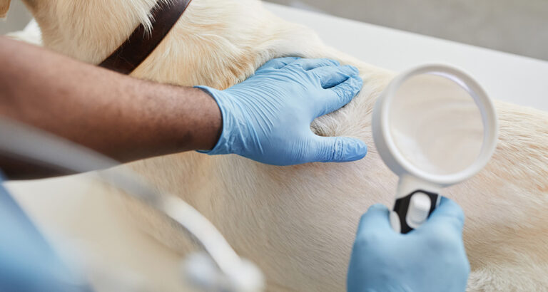 Canine Scabies: Recognizing, Treating, and Preventing