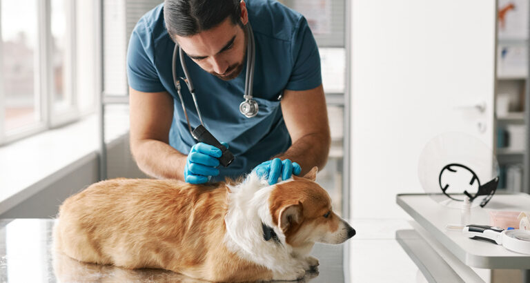 Canine Skin Fungus: Causes, Symptoms, and Treatment