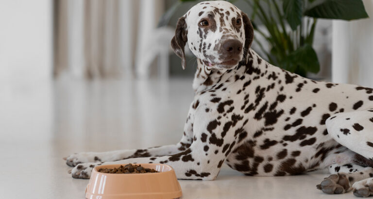 Common Food Allergies in Dogs: A Comprehensive Guide