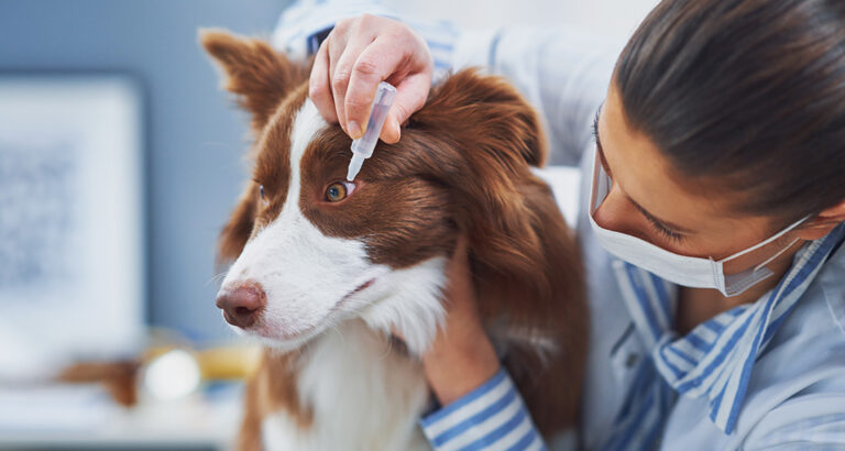 Conjunctivitis in Dogs: How to Recognize It