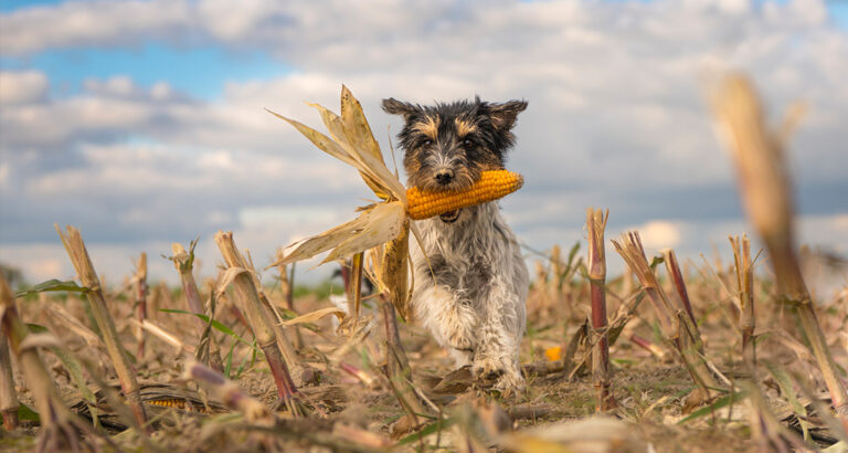 Cornfields: How Dangerous They Are for Your Dog