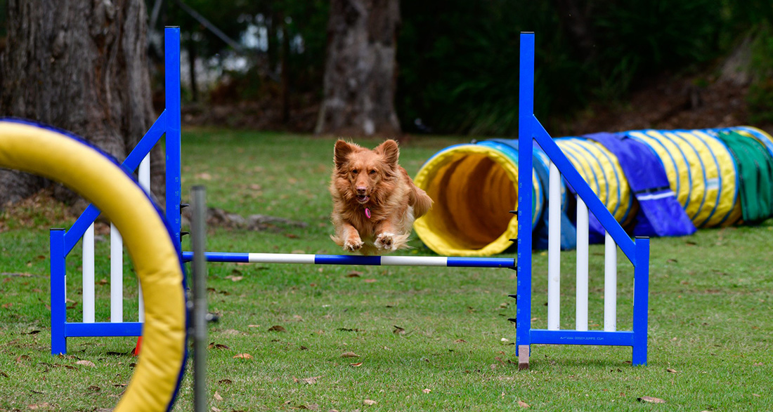 Degility for Dogs: Canine Sport for Balance