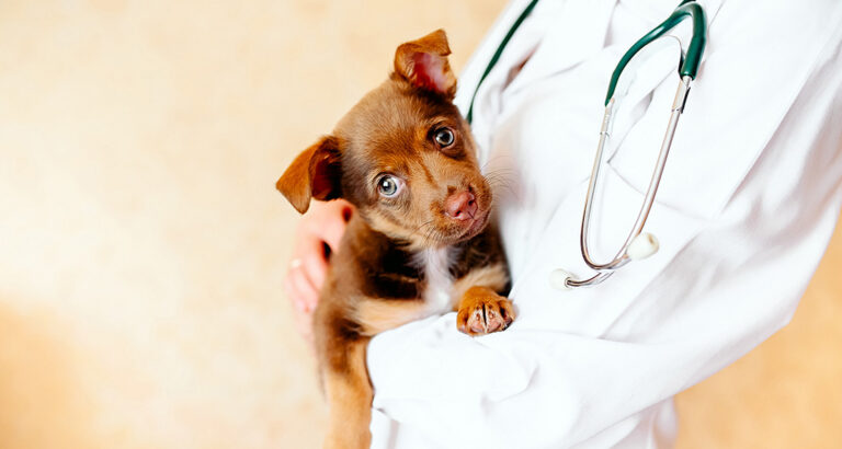 Deworming Puppies – Protecting the Health of Puppies