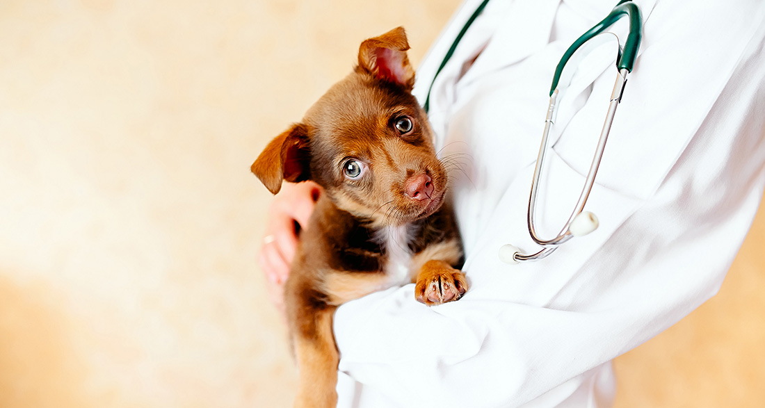 Deworming Puppies – Protecting the Health of Puppies