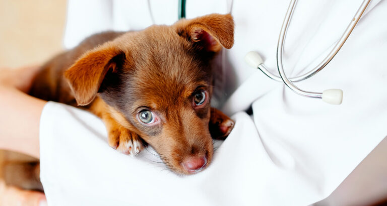 Diarrhea after Deworming in Dogs