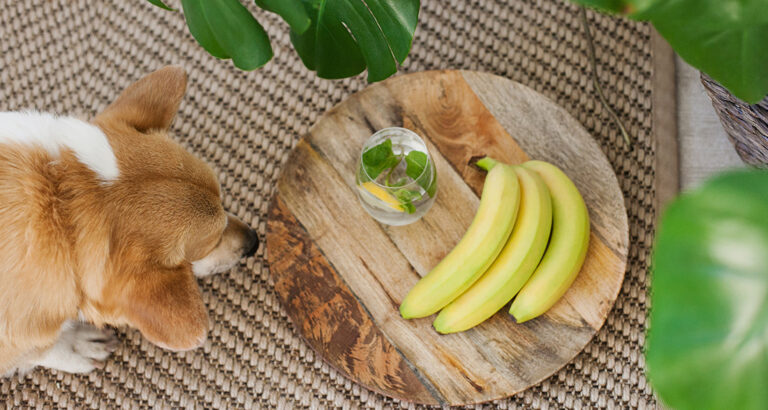 Can Dogs Eat Bananas?