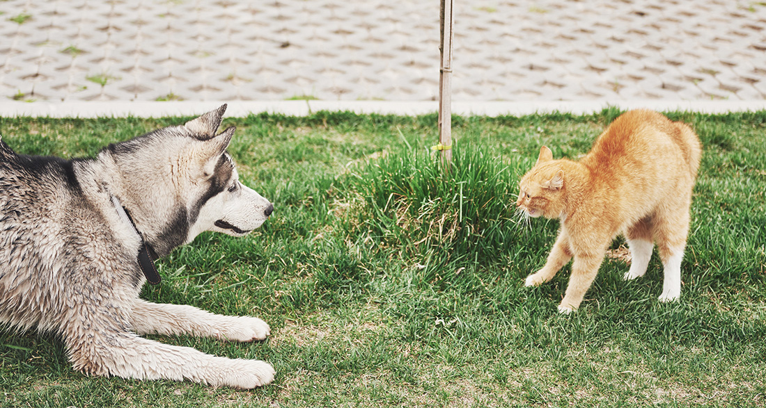 Dog Chasing Cat – Guide to Peaceful Coexistence