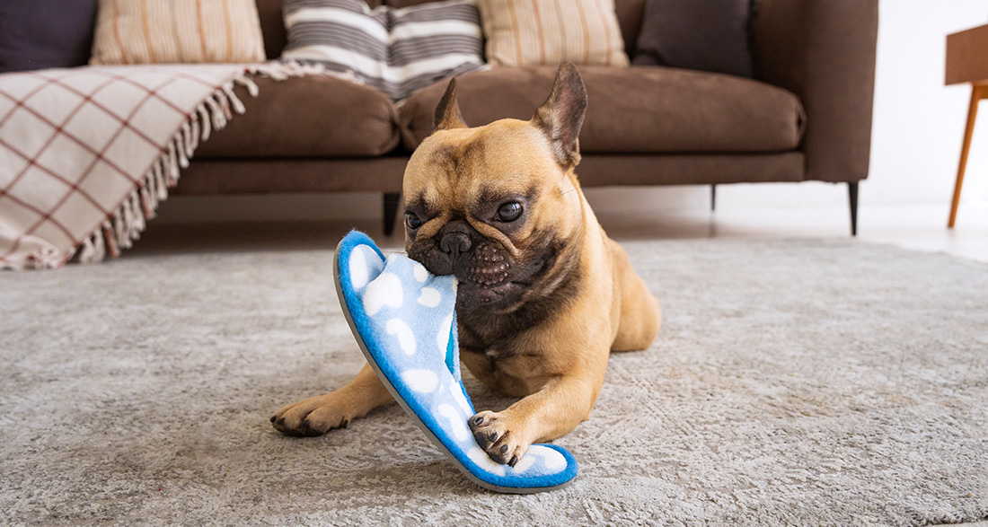 Dog Chews Everything: How to Stop It!