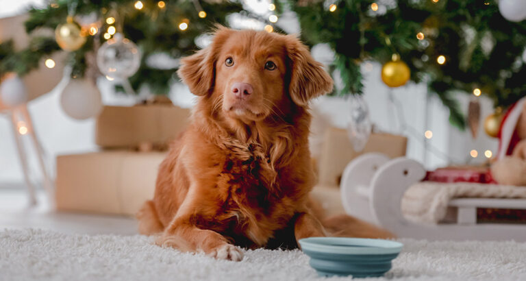 Toxic Foods for Dogs During Christmas