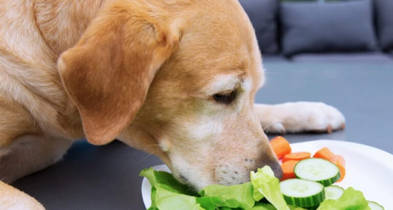 Can Dogs Eat Cucumbers?