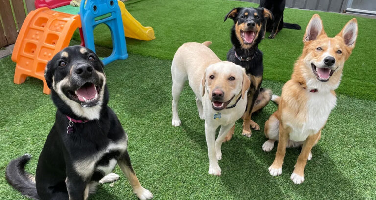 Dog Daycares: Curse or Blessing for Working Individuals?