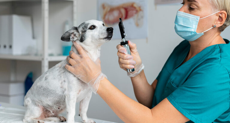 Dog Eye Care – Recognizing and Preventing Diseases