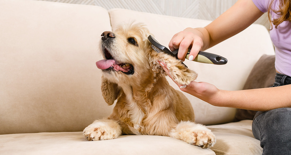 Dog Grooming: Doing It Right