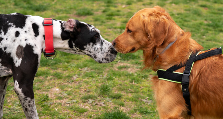 Dog Harness vs. Collar: Which Is the Best Choice for Your Dog?