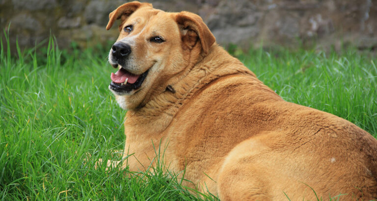 Dog Is Overweight: Weight Loss Tips for Furry Friends