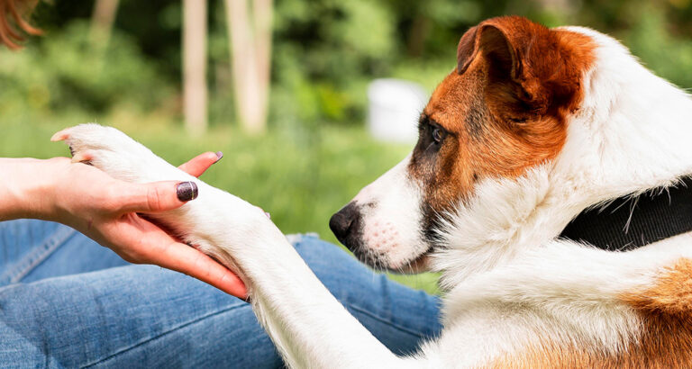 Why is My Dog Licking Its Paws?