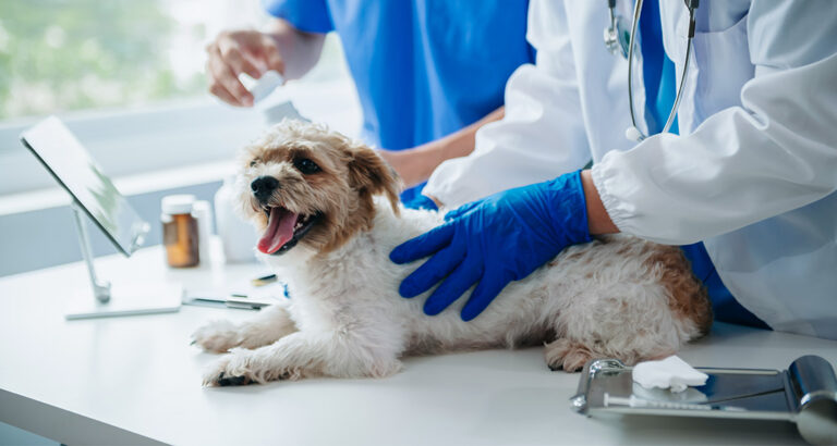 Dog Neutering – Information about the “Routine Procedure”