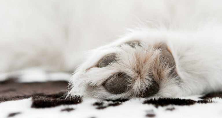 5 Tips for Dog Paw Care in Winter