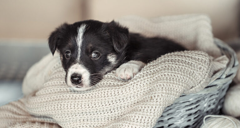 Dog Sick – 8 Tips for Early Detection