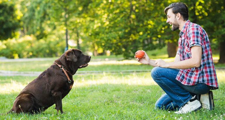 Dog Training: Teaching the “Drop It!” Command